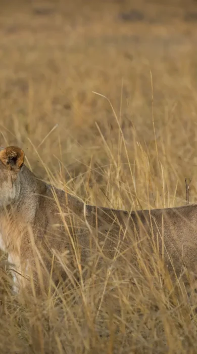 lion machaba camp botswana yellow zebra safaris