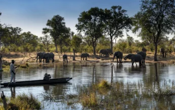 Elephants, Khwai Lediba, Khwai, Botswana