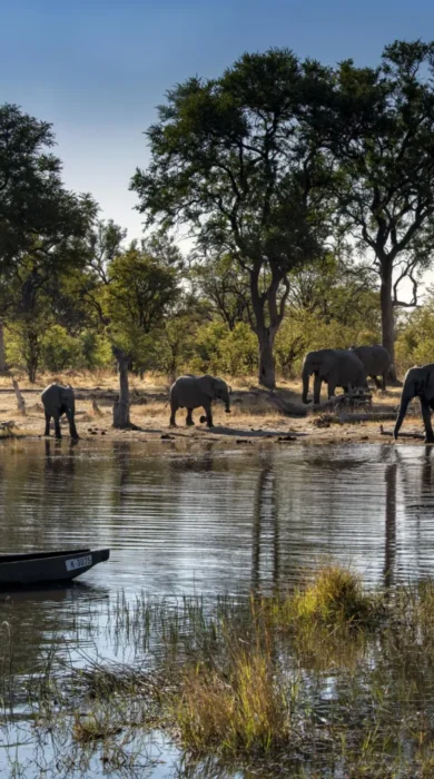 Elephants, Khwai Lediba, Khwai, Botswana