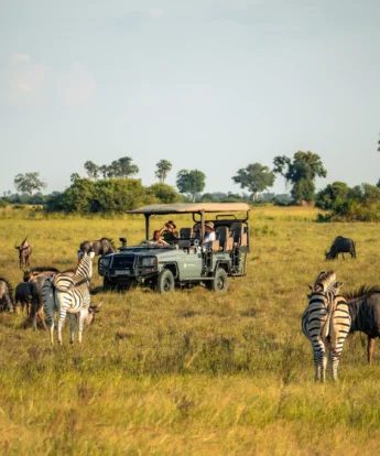Zebras graze in the plains whilst a safari vehicle watches behind, Little Mombo, Moremi Game Reserve, Botswana - Yellow Zebra Safaris