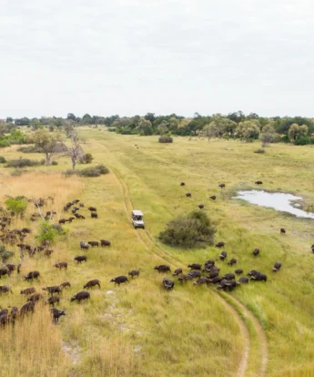 Camp Xakanaxa migration