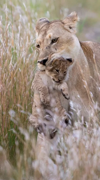 kings pool botswana lions yellow zebra safaris
