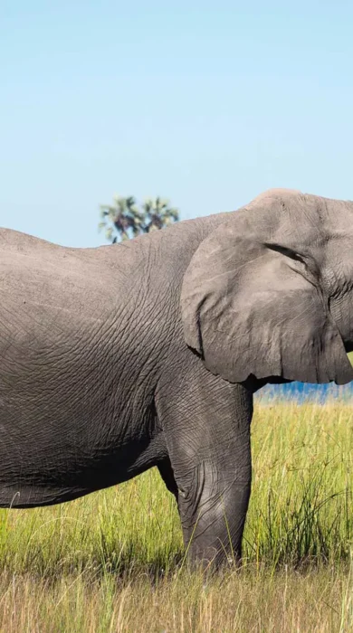 Elephant wildlife DumaTau Camp Botswana