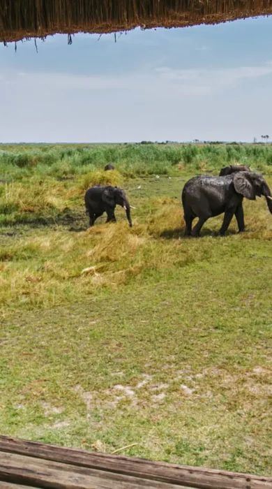 Selinda Camp Safari Game Viewing yellow zebra safaris