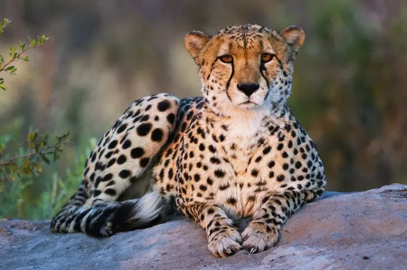 Cheetah, Zarafa Camp, Okavango Delta, Botswana