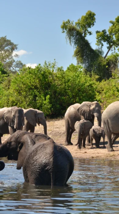 Muchenje Safari Lodge elephants
