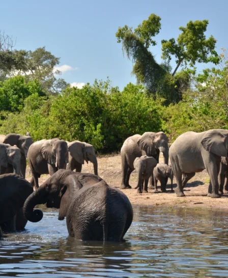 Muchenje Safari Lodge elephants