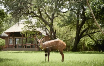 Sanctuary Chobe Chilwero deer