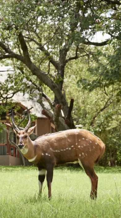 Sanctuary Chobe Chilwero deer