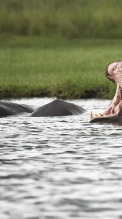 Zambezi queen hippos botswana yellow zebra safaris