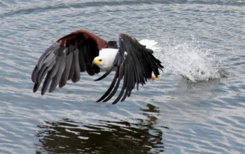 Eagle, Chobe Princess, Chobe NP, Botswana