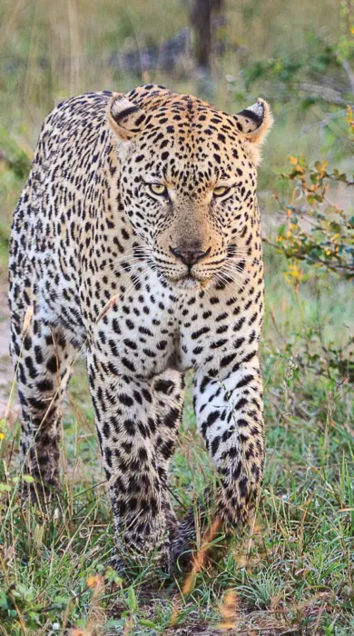 Leopard, Chobe Princess, Chobe NP, Botswana