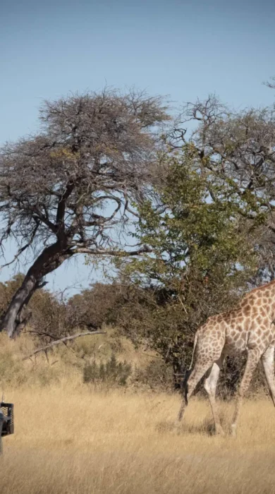 Botswana Game Drive