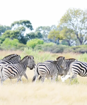 Zebras Botswana