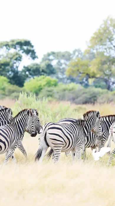 Zebras Botswana