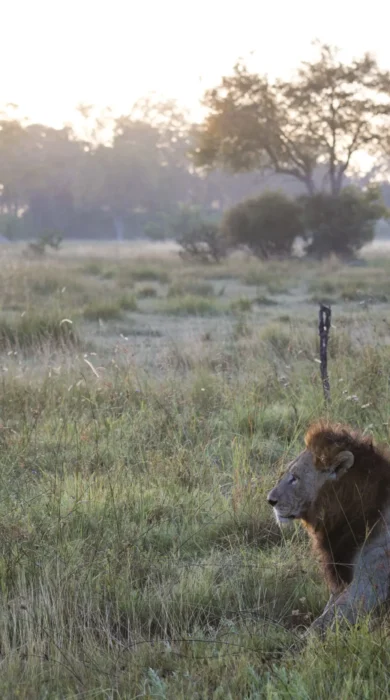 Botswana Lion at Sunrise