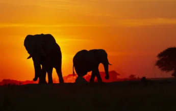 migration expeditions sunset Botswana yellow zebra safaris