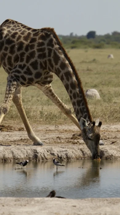 migration expeditions giraffe Botswana yellow zebra safaris