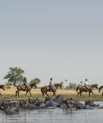 okavango horse safaris water horse land botswana yellow zebra safaris