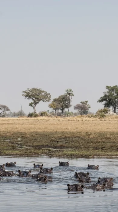 okavango horse safaris hippos botswana yellow zebra safaris
