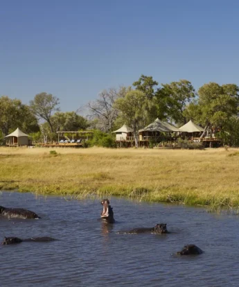 game, tuludi camp, khwai private reserve, botswana