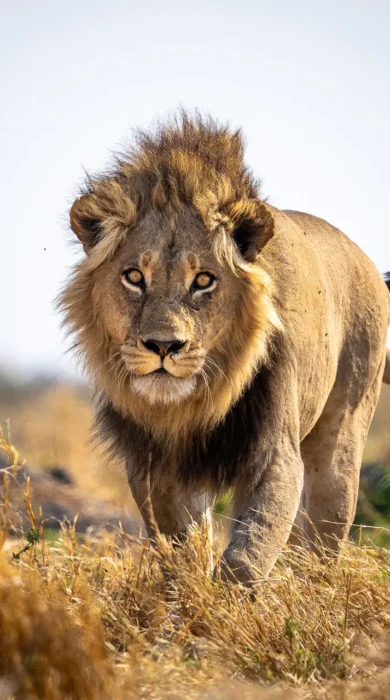 Lion, Wilderness Mokete, Okavango Delta, Botswana