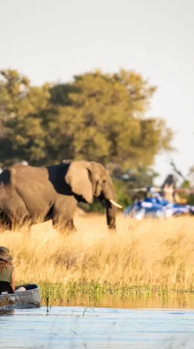 Mokoro Elephant, Beagle Expeditions, Okavango Delta, Botswana