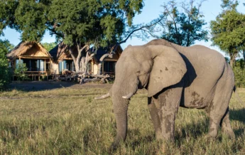 Elephant, Tawana, Moremi Game Reserve, Botswana