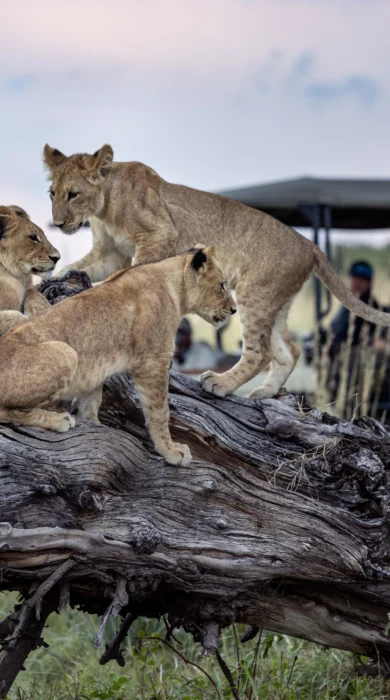 Lion, Tawana, Moremi Game Reserve, Botswana