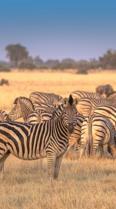 Zebra, Tawana, Moremi Game Reserve, Botswana