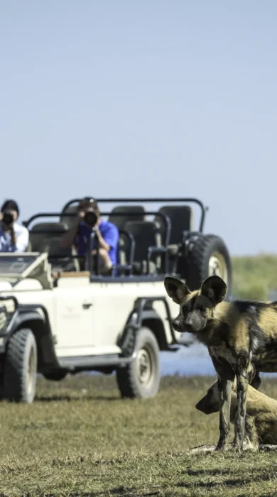 wild dog game drive, the linyanti, botswana safaris