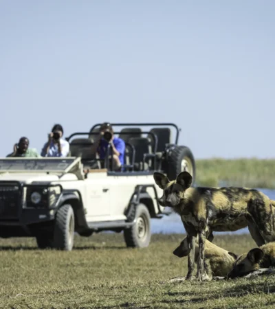 wild dog game drive, the linyanti, botswana safaris