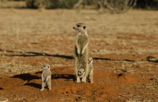 meerkat safaris, central kalahari, botswana, africa vacations
