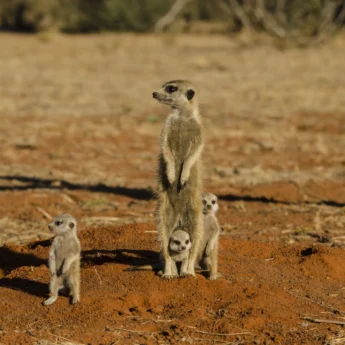 meerkat safaris, central kalahari, botswana, africa vacations