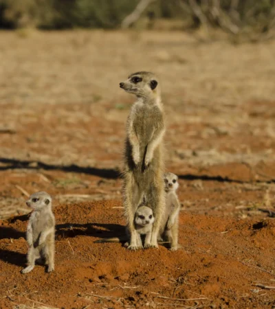 meerkat safaris, central kalahari, botswana, africa vacations