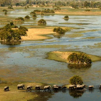 elephant herd, okavango delta, botswana safari holidays