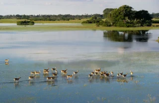 antelopes in the okavango delta, botswana safari vacations