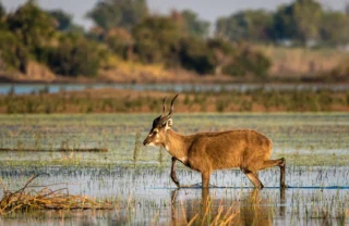 antelope in water, okavango delta, botswana safaris