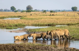 lion pack, okavango delta, botswana safari vacations