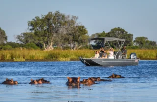 hippo, boating safaris, okavango delta, botswana safaris