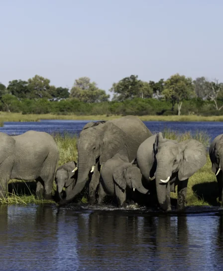 elephant safaris, the linyanti, botswana holiday destinations