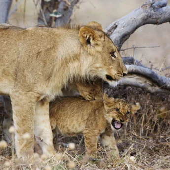 lion cubs, chobe national park, botswana safaris