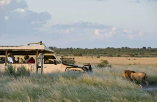 game drive safaris, central kalahari, botswana, africa holidays
