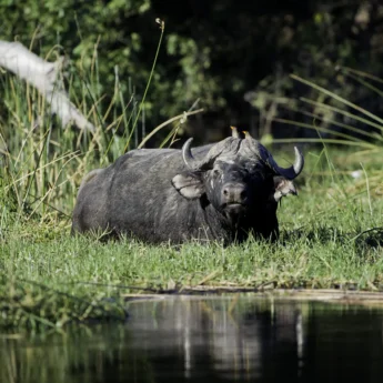 wildlife, botswana private reserves, africa safari destinations