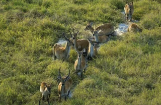 puku in kafue national park, zambia safaris