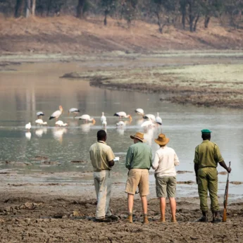 walking safaris in south luangwa national park, zambia