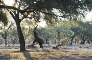 ele reaching up, best of zambia, trip