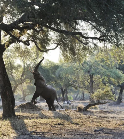 ele reaching up, best of zambia, trip