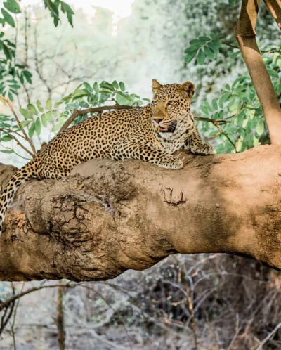 leopard, luangwas hidden value, zambia