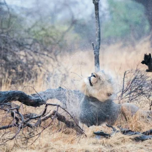 lion, true zambia experience trip